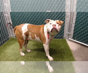 Mutt Dogs for adoption in Downey, CA, USA
