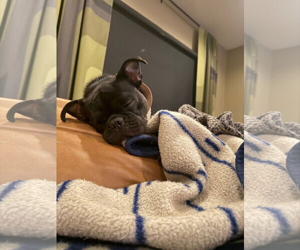 Medium Photo #5 Pug-Unknown Mix Puppy For Sale in East Derry, NH, USA