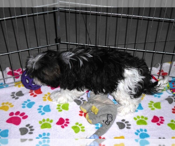 Medium Photo #2 Mal-Shi Puppy For Sale in ORO VALLEY, AZ, USA