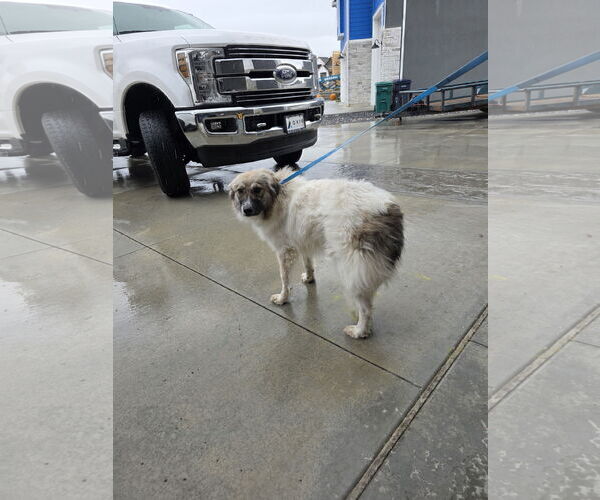 Medium Photo #2 Great Pyrenees-Pomeranian Mix Puppy For Sale in MIDWAY, UT, USA