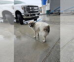 Small #1 Great Pyrenees-Pomeranian Mix