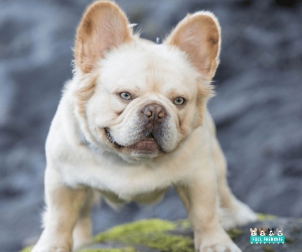 Medium Photo #1 French Bulldog Puppy For Sale in FENTON, MO, USA