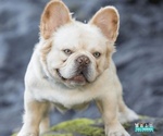 Small Photo #1 French Bulldog Puppy For Sale in FENTON, MO, USA