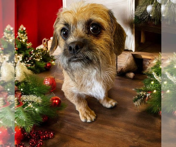 Medium Photo #1 Mutt Puppy For Sale in Vail, AZ, USA