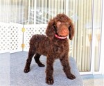Small Photo #1 Poodle (Standard) Puppy For Sale in SPRING HILL, FL, USA