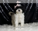 Small Photo #85 Cavapoo Puppy For Sale in WARSAW, IN, USA
