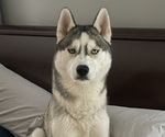 Small Photo #1 German Shepherd Dog-Siberian Husky Mix Puppy For Sale in LANSING, MI, USA