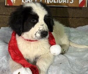 Karakachan Puppy for sale in WELLSVILLE, OH, USA
