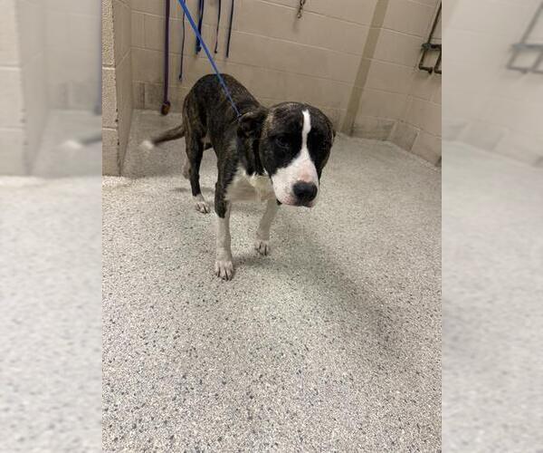 Medium Photo #1 Mutt Puppy For Sale in Conroe, TX, USA