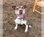 Small #2 American Pit Bull Terrier