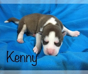 Siberian Husky Puppy for sale in DEARBORN, MO, USA