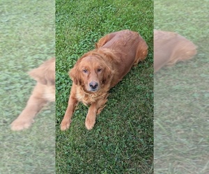 Mother of the Golden Retriever puppies born on 07/16/2025