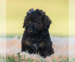 Puppy Dannie Poodle (Toy)