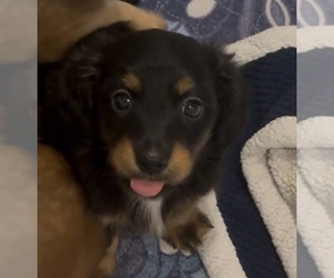 Dachshund Puppy for sale in CHARLOTTESVILLE, VA, USA