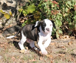 American Bulldog Puppy for Sale in FAIR GROVE, Missouri USA