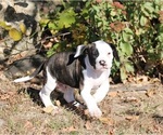 Small American Bulldog