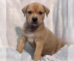 Small #2 Labrador Retriever Mix