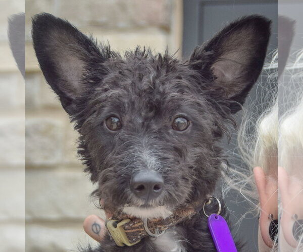 Medium Photo #6 Mutt Puppy For Sale in Huntley, IL, USA