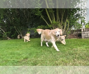 Golden Retriever Litter for sale in EUGENE, OR, USA