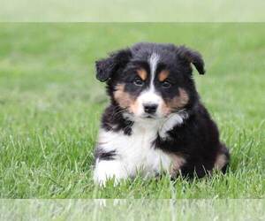 Goldendoodle Puppy for sale in MOUNT VERNON, OH, USA
