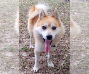 Shiba Inu Dogs for adoption in Camden, SC, USA