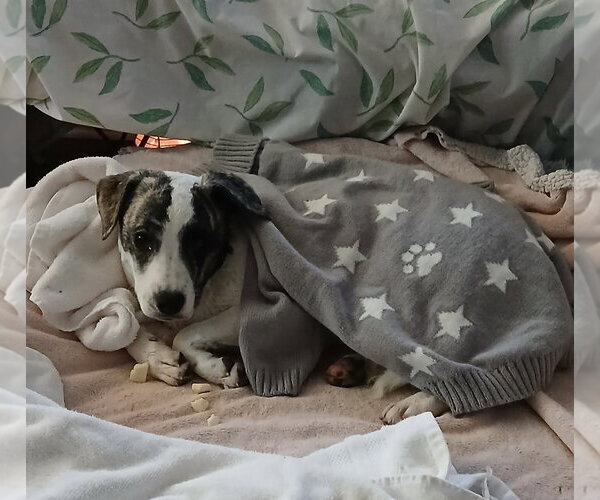 Medium Photo #16 Jack Russell Terrier-Unknown Mix Puppy For Sale in Bolivar, MO, USA