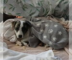 Small #15 Jack Russell Terrier Mix