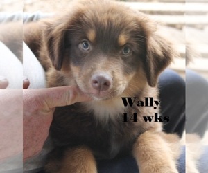 Australian Shepherd Puppy for sale in LEXINGTON, AL, USA