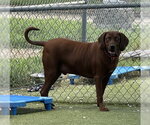Small #1 Redbone Coonhound