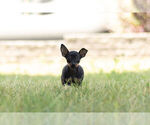 Small Photo #7 Miniature Pinscher Puppy For Sale in WARSAW, IN, USA