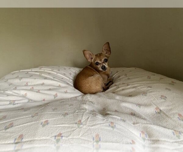 Medium Photo #3 Chihuahua Puppy For Sale in Clovis, CA, USA