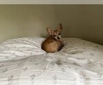Small #2 Chihuahua
