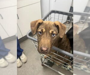 German Shepherd Dog-Unknown Mix Dogs for adoption in HESPERIA, CA, USA