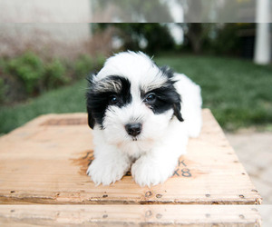 Havanese Puppy for sale in YANKTON, SD, USA