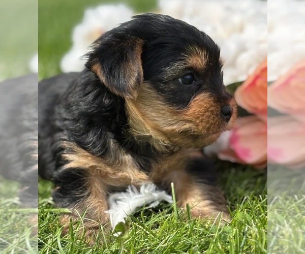 Medium Photo #9 Yorkshire Terrier Puppy For Sale in ROCK STREAM, NY, USA