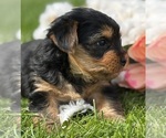 Small #8 Yorkshire Terrier