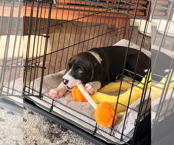 Medium Photo #3 Mutt Puppy For Sale in Holly Springs, NC, USA