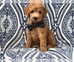 Small Photo #4 Goldendoodle-Poodle (Standard) Mix Puppy For Sale in LAKELAND, FL, USA