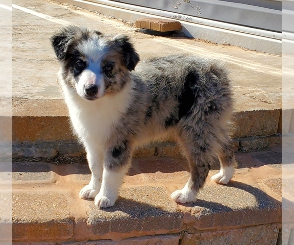 Medium Photo #4 Miniature Australian Shepherd Puppy For Sale in CHATTANOOGA, OK, USA
