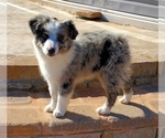 Small Photo #4 Miniature Australian Shepherd Puppy For Sale in CHATTANOOGA, OK, USA