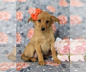 Shetland Sheepdog-Unknown Mix Puppy for sale in PEACH BOTTOM, PA, USA