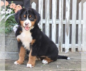 Bernese Mountain Dog Puppy for sale in FREDERICKSBG, OH, USA