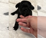 Puppy 2 Aussiedoodle Miniature -Maltese Mix