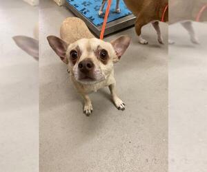 Chihuahua Dogs for adoption in Sanford, FL, USA