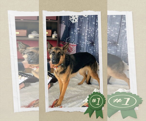 Medium Photo #4 German Shepherd Dog Puppy For Sale in columbia, SC, USA