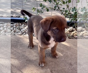 Medium Belgian Malinois