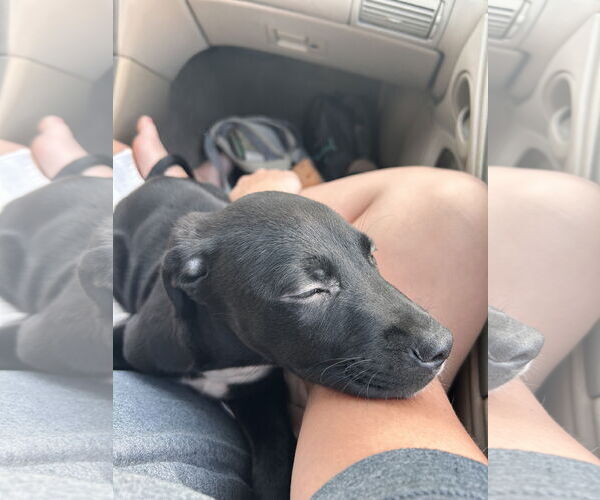 Medium Photo #2 Labrador Retriever-Unknown Mix Puppy For Sale in Stephens City, VA, USA