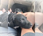 Small #1 Labrador Retriever Mix
