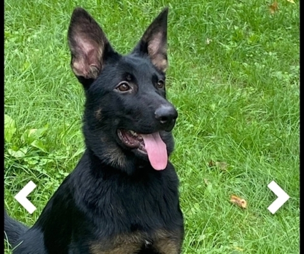 Medium Photo #1 German Shepherd Dog Puppy For Sale in MOUNTAIN LAKE, MN, USA