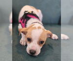 Small #3 Jack Russell Terrier Mix